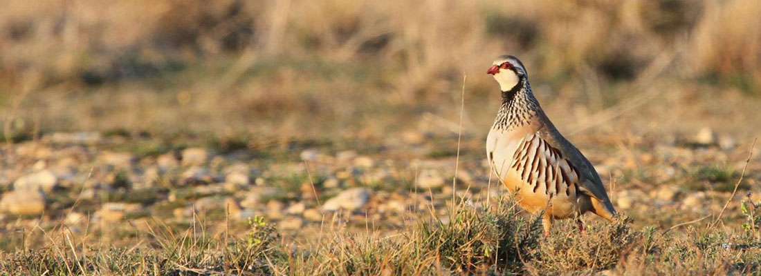 réserve crau oiseau