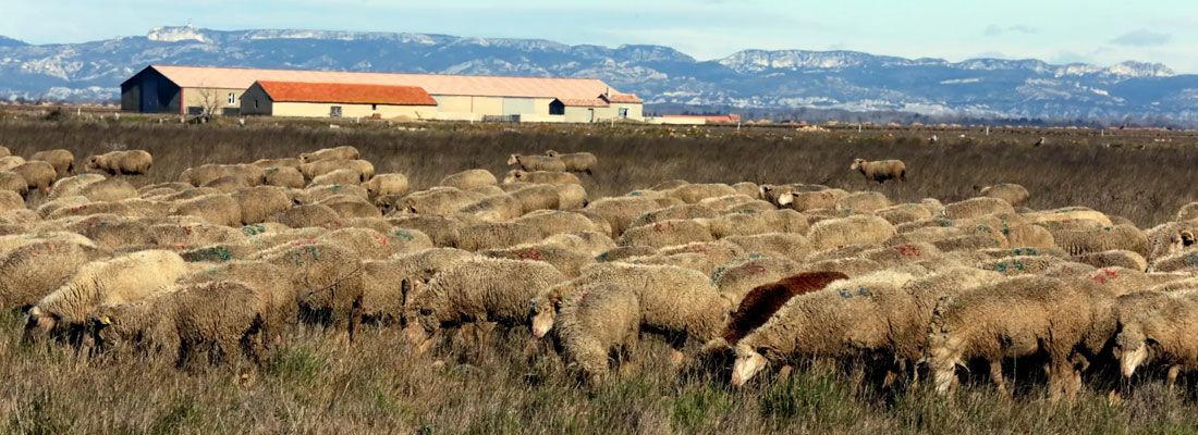 réserve crau mouton