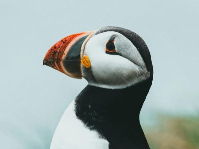 La faune côtière de Bretagne