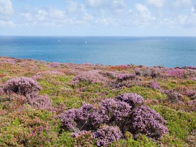 La flore littorale de Bretagne
